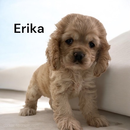 puppy, for, sale, Cocker Spaniel, Joe & Cherri  Overlease, dog, breeder, Miller, MO, dog-breeder, puppy-for-sale, forsale, nearby, find, puppyfind, locator, puppylocator, aca